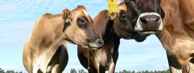 Caste Rasing Large Ruminants Junior Product Manager Extensive Ruminants