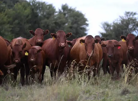 Pitchfork Ruminants Ruminants